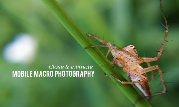 Close and Intimate: Macro Photograpy with Huawei P10