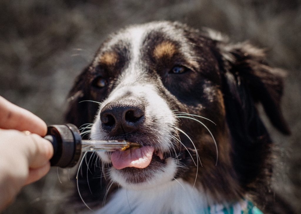 Is CBD Oil for Pets A Good Product To Choose?