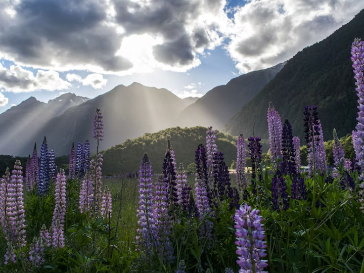New Zealand’s Natural Splendors: Exploring Pristine Wilderness and Biodiversity
